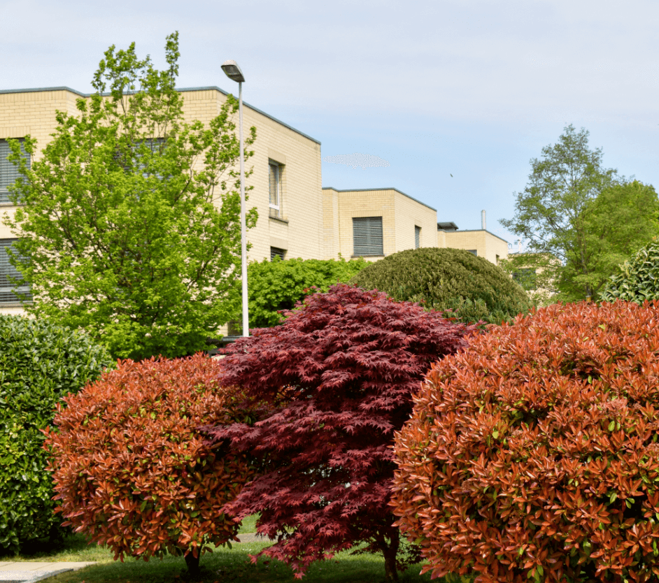 Red and purple-leaved bushes in front of green bushes and apartment buildings