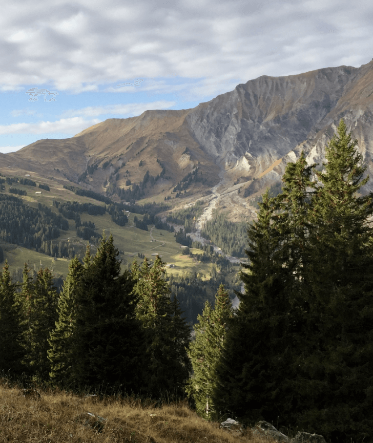Pine trees in foreground with brown-hued alpine mountains