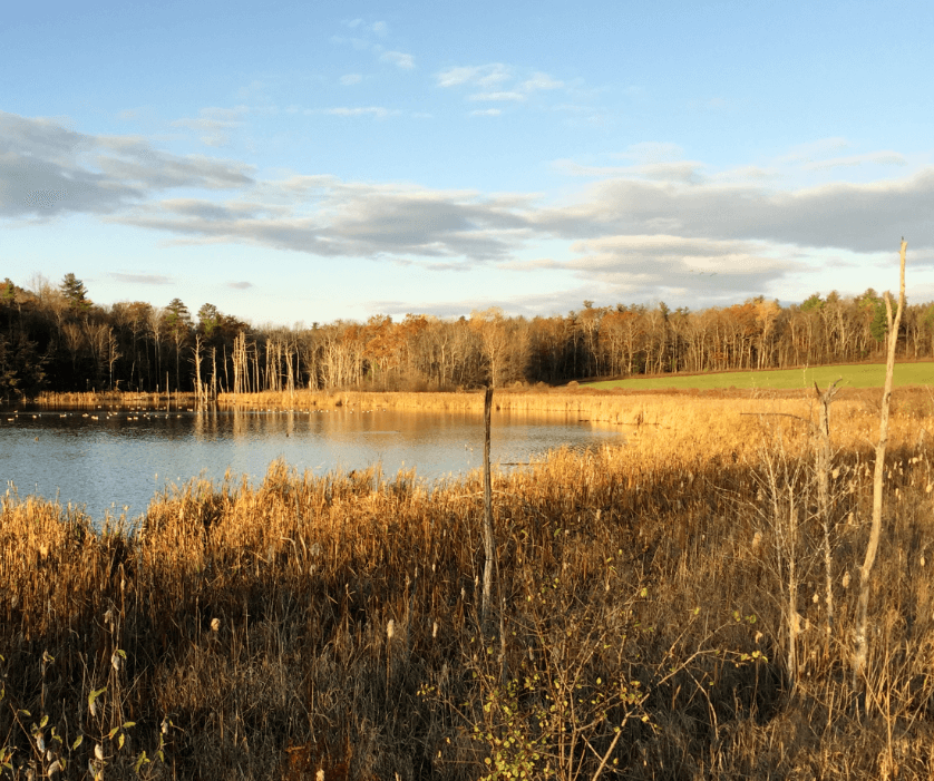 A lake, bordered by reeds, with bare trees in the background. Autumn yellow and brown