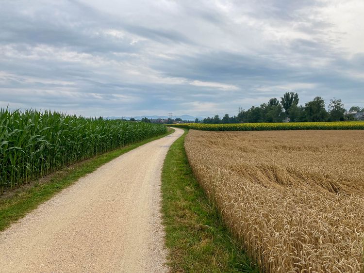Gravel path stretching off into horizon with cornfield on left, wheatfield on right, and sunflowers in distance