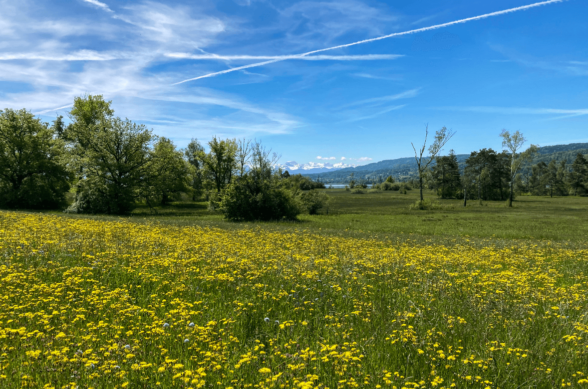 Green field with yellow flowers, trees in distance, underneath blue sky