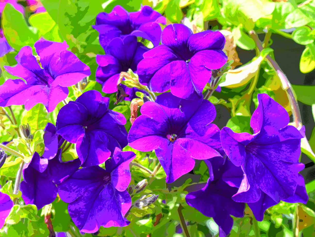 Closeup of violet flowers amidst greenery
