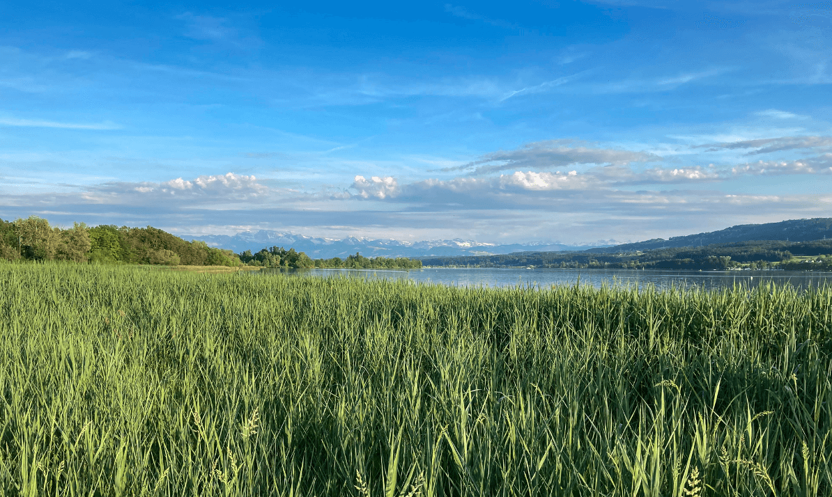 Green reeds in foreground of lake with mountains in far distance under a blue sky