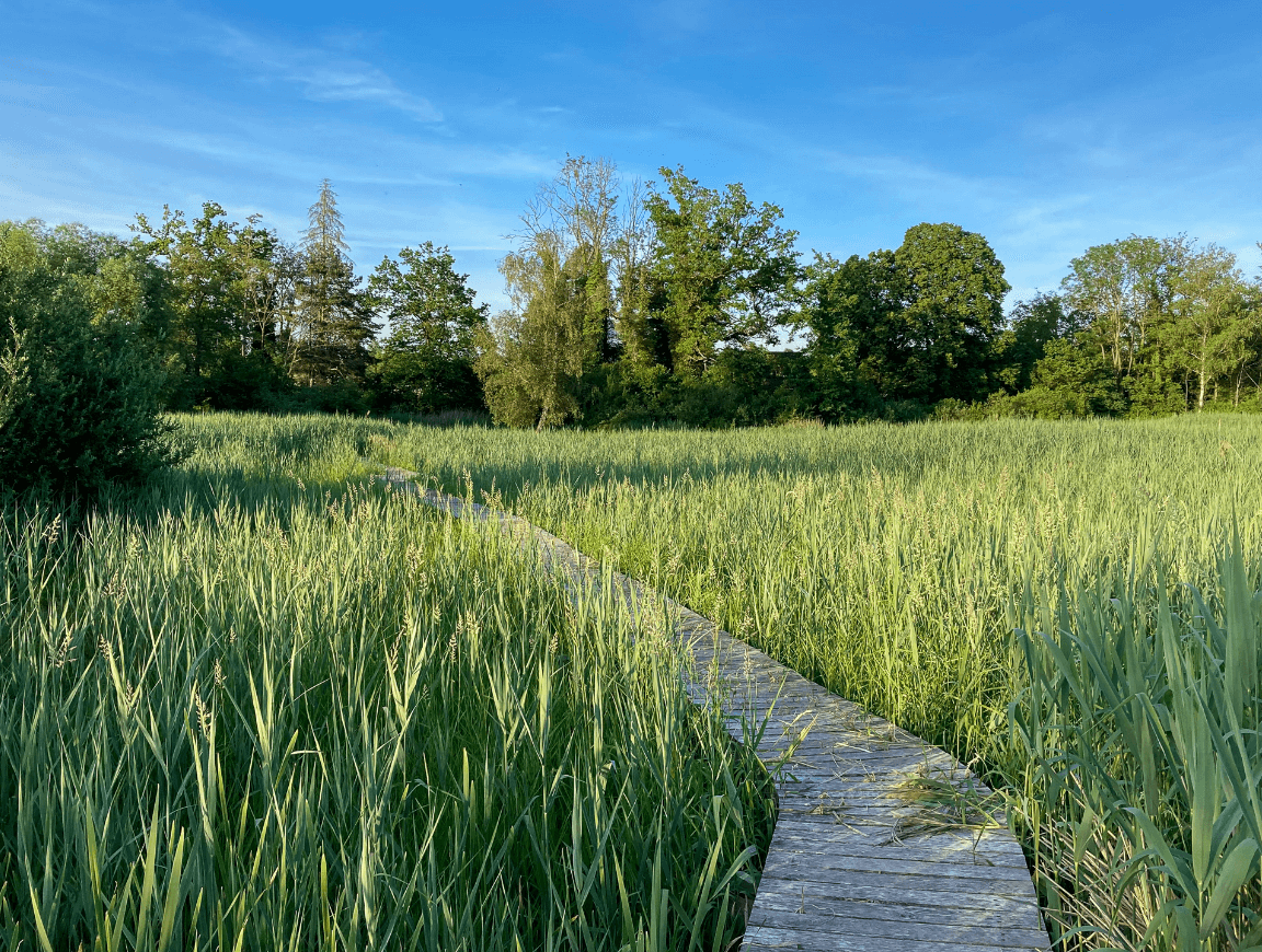 A boardwalk curving into the distance amongst thick, green reeds