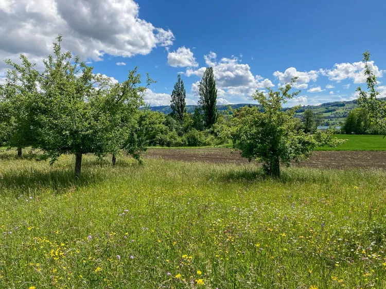 A green field with flowers and trees under a blue sky speckled with clouds