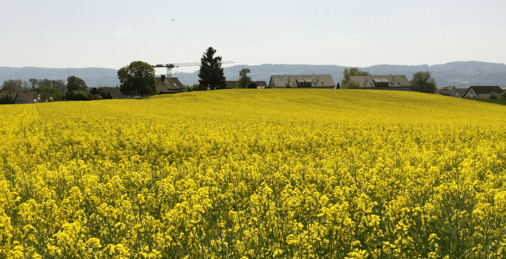 Field of yellow blooming crop - Moral Letters to Lucilius