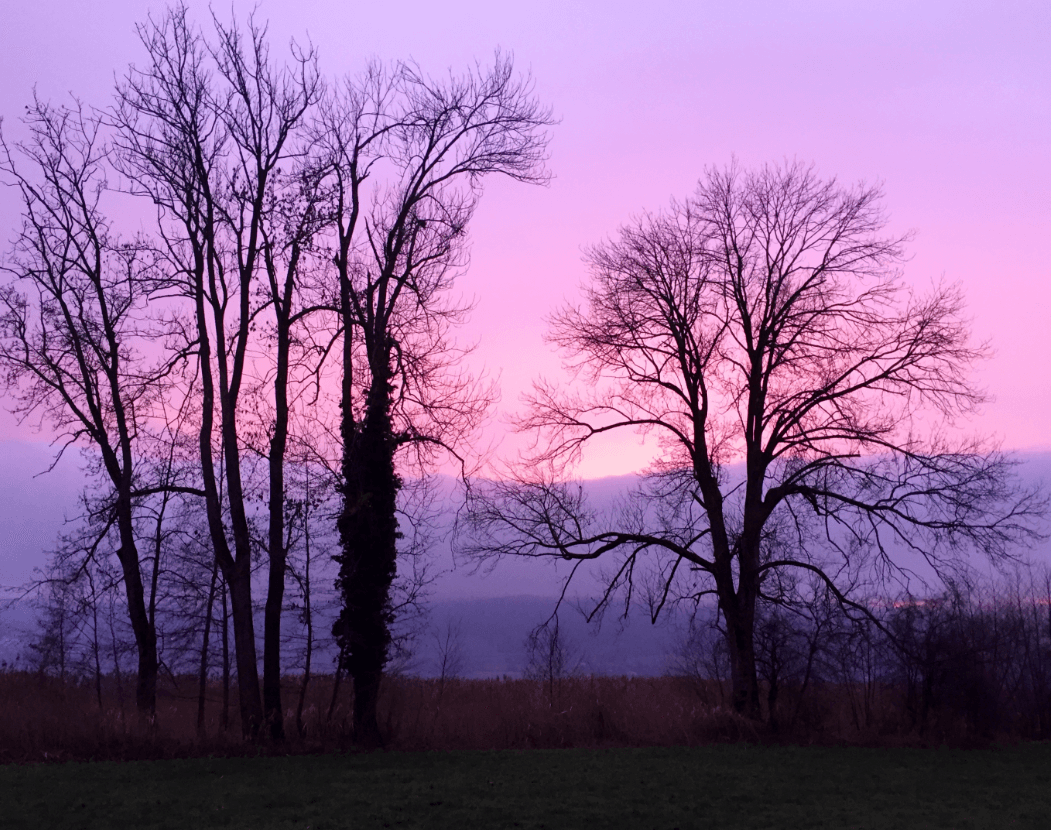 Trees in silhouette with purple light - Moral Letters to Lucilius