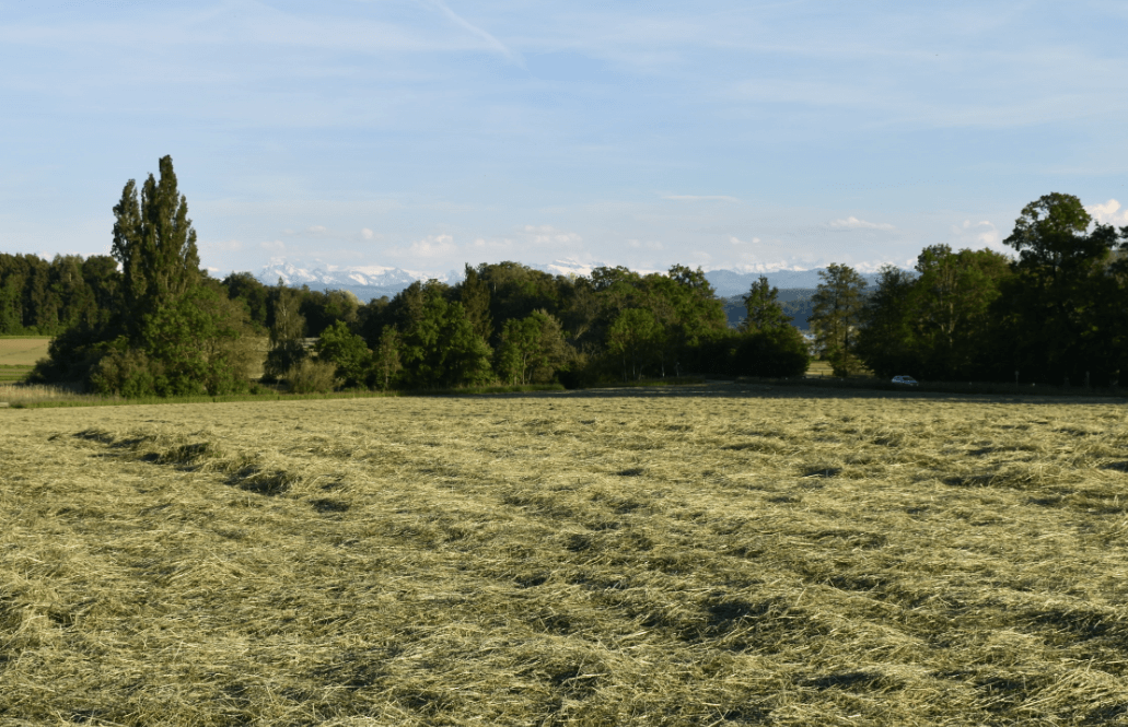 Field of freshly cut hay - Moral Letters to Lucilius