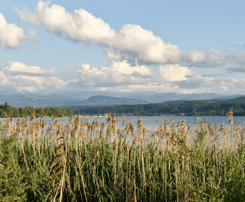 Reeds in foreground before a lake and mountains under cloudy sky - Moral Letters to Lucilius