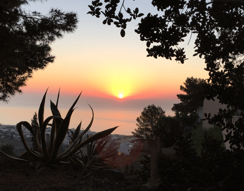 Cactus and trees silhouetted by a brilliant sunrise over the ocean - Moral Letters to Lucilius