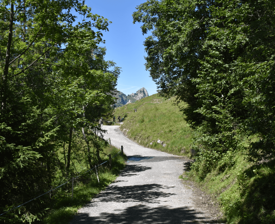 Empty hiking trail running between trees - Moral Letters to Lucilius
