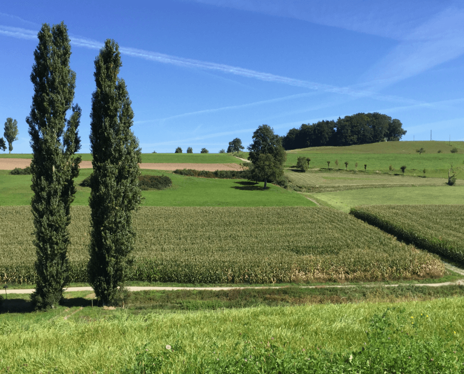 Lush green fields with tall green trees in the foreground