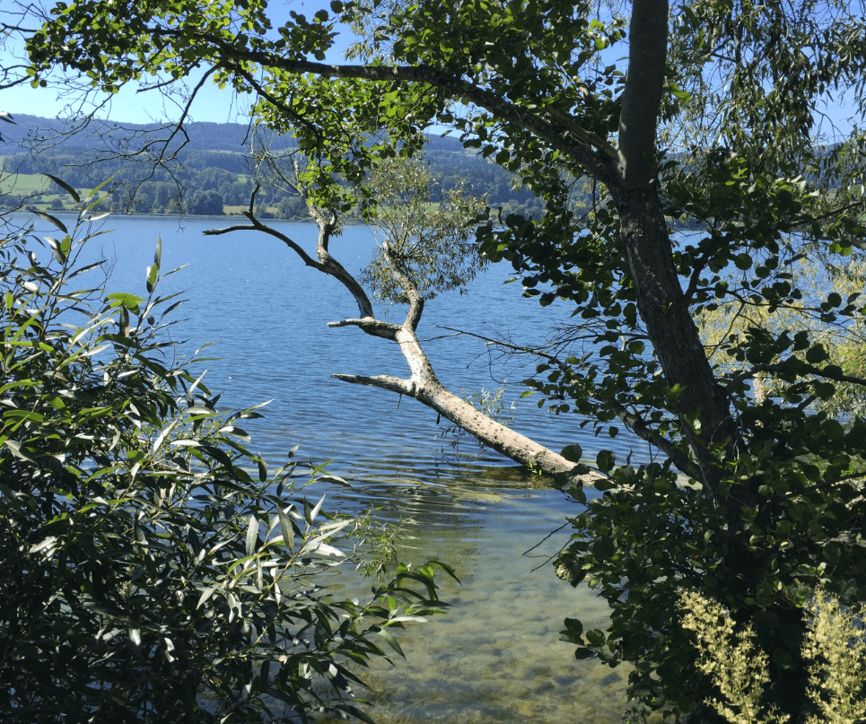 Branches of a tree extended out over the shore of a lake