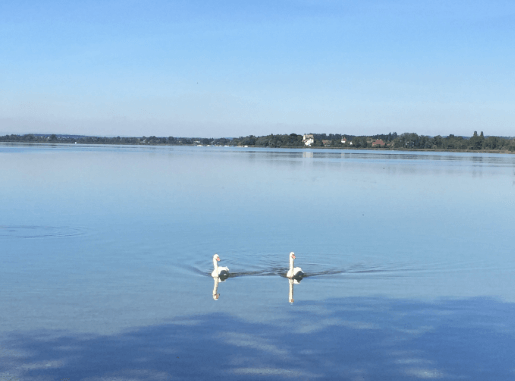 Two swans swimming side by side in a placid lake