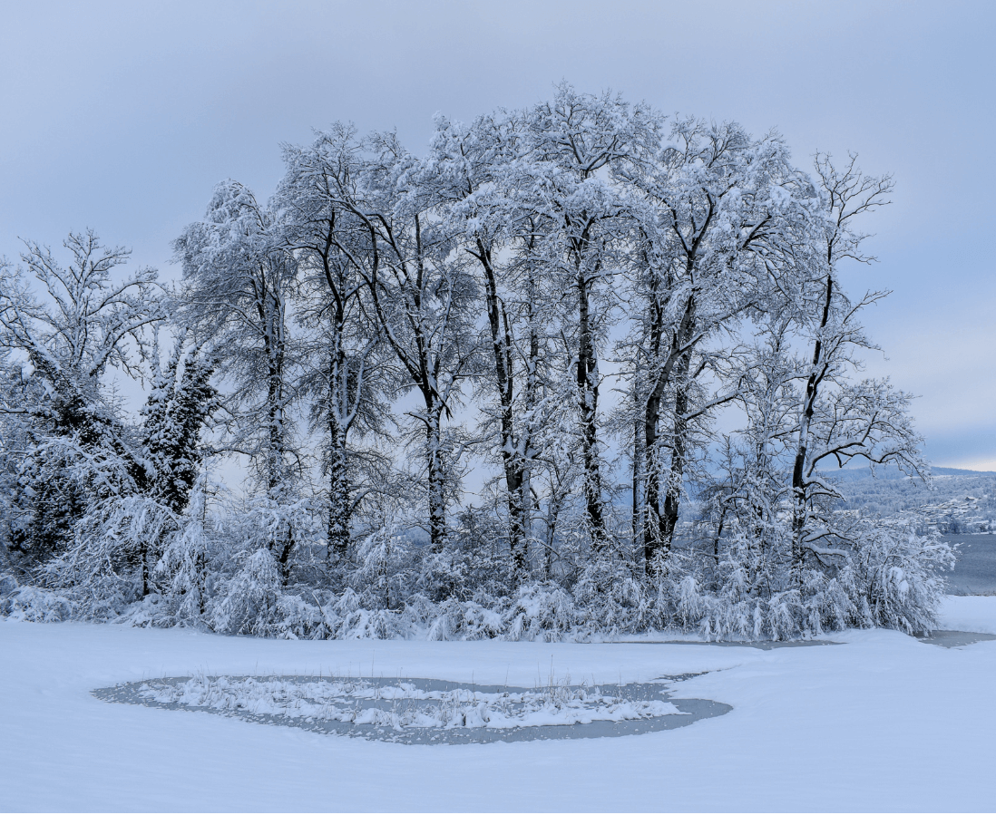 A row of snow-covered trees before a snowy field