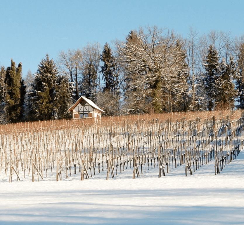 Snow-covered vineyard with a small hut at the top and a line of trees
