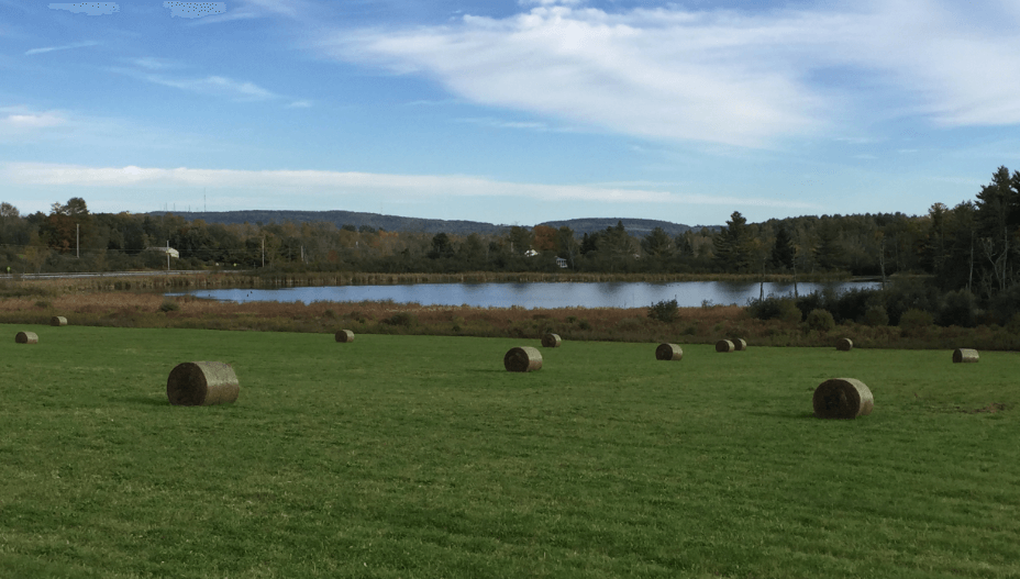 A grassy field with large, round hay bales and a lake in the background