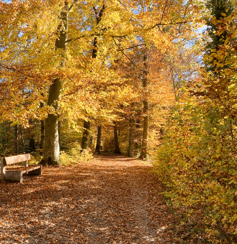 A walking path covered in leaves running through trees with vibrant yellow leaves