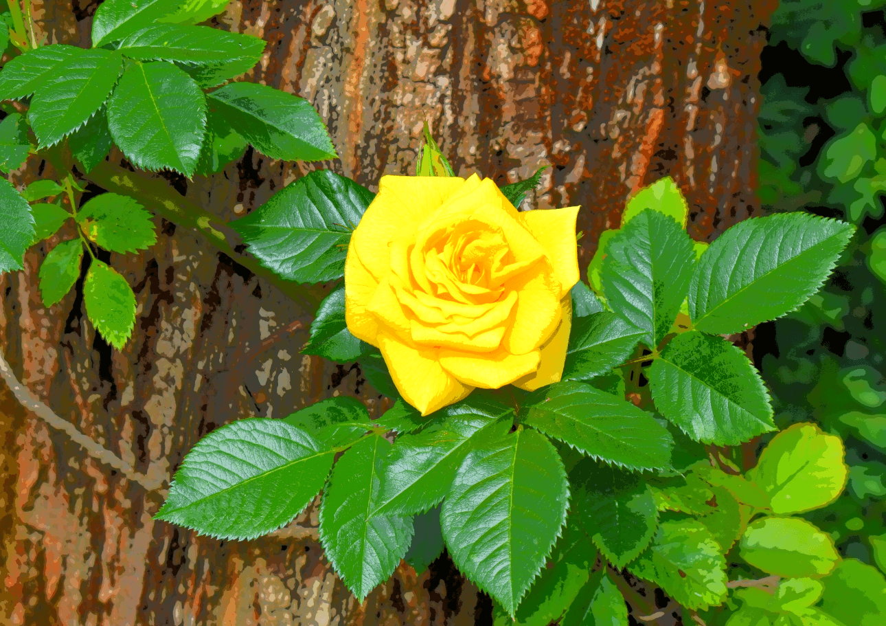 Yellow rose in front of green leaves and tree trunk