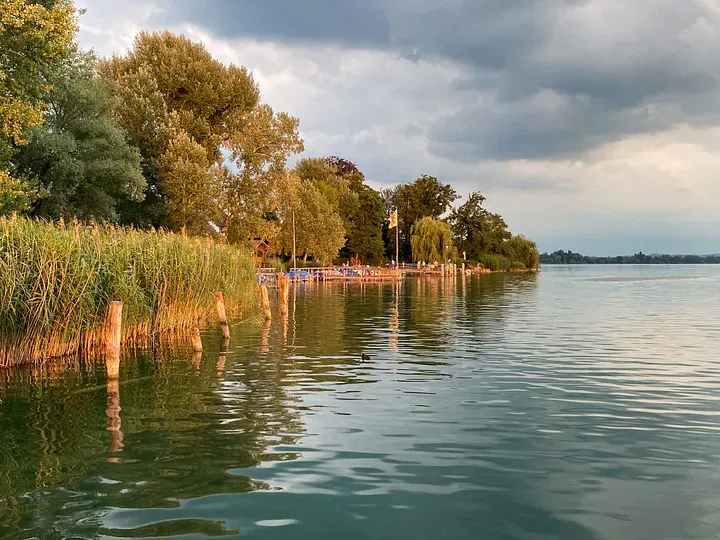 Lakeshore with reeds and trees under a cloudy sky