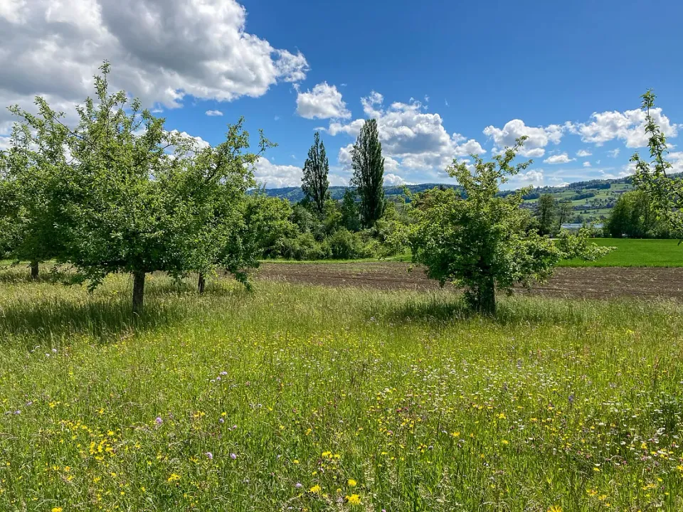 A green field with flowers and trees under a blue sky speckled with clouds