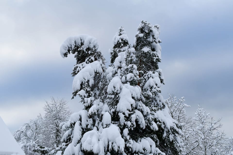 Heavily snow-covered trees before a blueish, cloudy sky