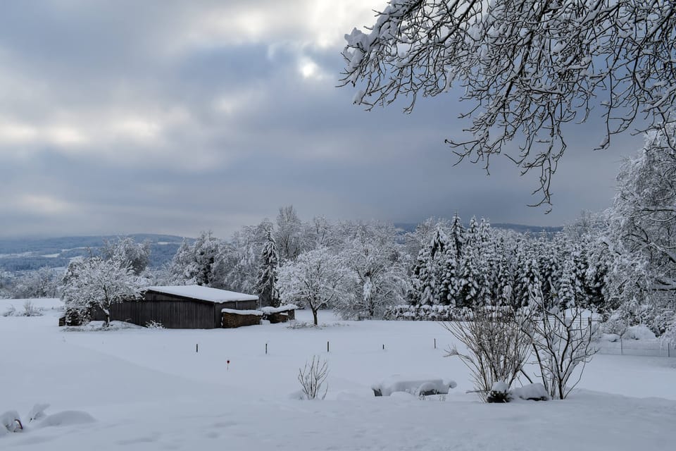 Snow-covered landscape, with frosty trees and gray sky